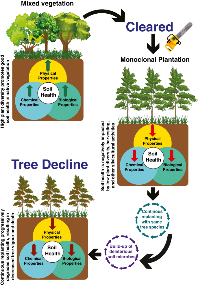 Continuous Replanting Could Degrade Soil Health in Short-Rotation Plantation Forestry