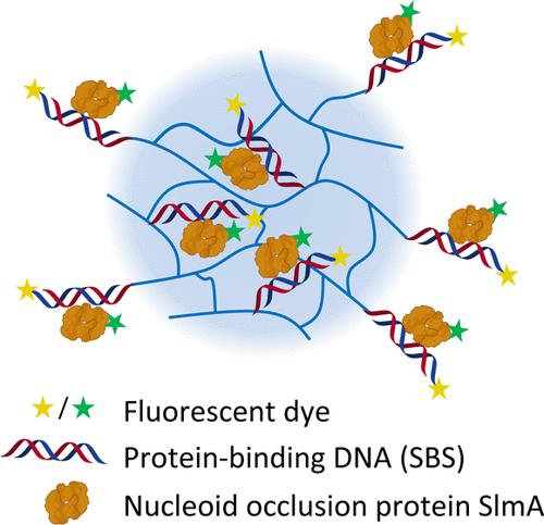 Studying Nucleoid-Associated Protein–DNA Interactions Using Polymer Microgels as Synthetic Mimics