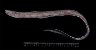 The First Genome-Wide Survey of Shortbelly Eel (Dysomma anguillare Barnard, 1923) to Provide Genomic Characteristics, Microsatellite Markers and Complete Mitogenome Information