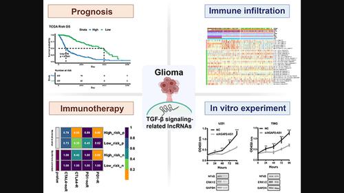 A TGF-β signaling-related lncRNA signature for prediction of glioma prognosis, immune microenvironment, and immunotherapy response