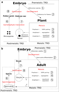 Non-Mendelian segregation and transmission drive of B chromosomes