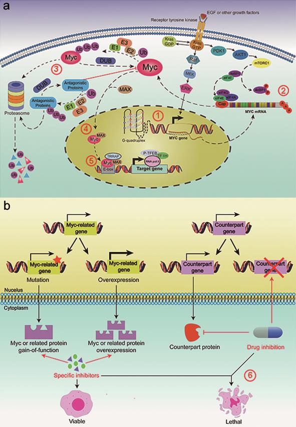 Targeting MYC to Combat Pancreatic Cancer