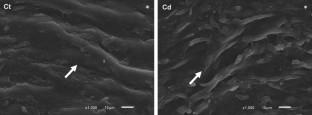 In vitro cadmium exposure induces structural damage and endothelial dysfunction in female rat aorta