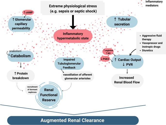 What is New in Augmented Renal Clearance in Septic Patients?