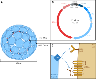 Revisiting JC virus and progressive multifocal leukoencephalopathy.