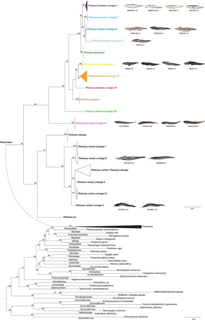 How complex is the hidden species diversity of the teleost Plotosus genus?