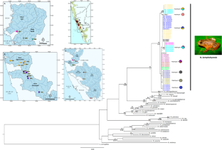 Do river basins shape genetic structure in the Kempholey night frog, India?