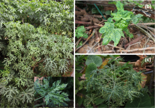 Natural infection of Cnidoscolus and Jatropha by Sri Lankan cassava mosaic virus in Thailand