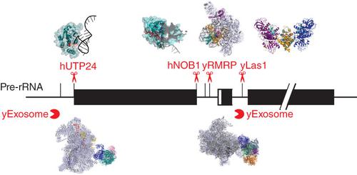 Caught in the act-Visualizing ribonucleases during eukaryotic ribosome assembly.