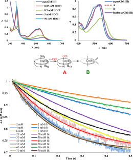 The adducts of cyano- and aquacobalamin with hypochlorite