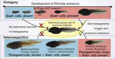 Co-occurrence between the presence of epidermal giant cells and alarm chemical cues in tadpole skin homogenates: An ontogenetic and cross-species comparison analysis