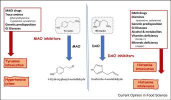 Health concerns associated with biogenic amines in food and interaction with amine oxidase drugs