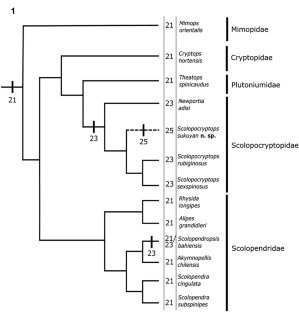 An unknown segment number in centipedes: a new species of Scolopocryptops (Chilopoda: Scolopendromorpha) from Trinidad with 25 leg-bearing segments