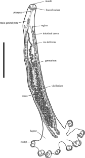 Description of a new species, Pseudodiscocotyla mikiae n. sp. (Monogenea: Discocotylidae) parasitic on gills of Pristipomoides filamentosus from off Okinawa-jima island in Japan, with redescription of Pseudodiscocotyla opakapaka.