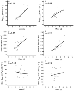 Gill surface area allometry does not constrain the body mass scaling of maximum oxygen uptake rate in the tidepool sculpin, Oligocottus maculosus.