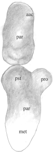 The identity of the “lion”, Panthera principialis sp. nov., from the Pliocene Tanzanian site of Laetoli and its significance for molecular dating the pantherine phylogeny, with remarks on Panthera shawi (Broom, 1948), and a revision of Puma incurva (Ewer, 1956), the Early Pleistocene Swartkrans “leopard” (Carnivora, Felidae)