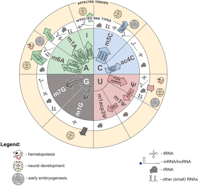 The role of post-transcriptional modifications during development.