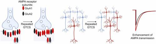 Neuronal plasticity contributes to postictal death