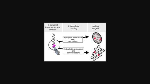 Combination of hydrophobicity and codon usage bias determines sorting of model K<sup>+</sup> channel protein to either mitochondria or endoplasmic reticulum.