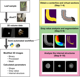 Simultaneous analysis of shape and internal structure of a curved Hibiscus cannabinus pulvinus: X-ray microtomography and semi-automated quantification.