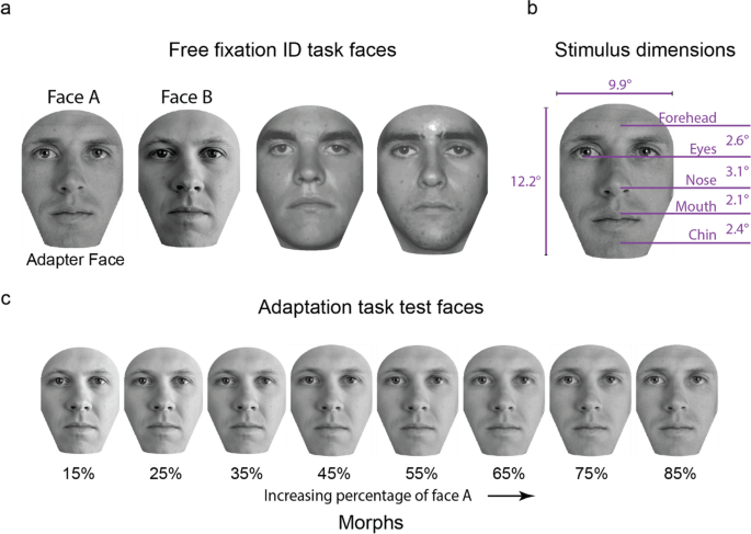 A preference to look closer to the eyes is associated with a position-invariant face neural code.