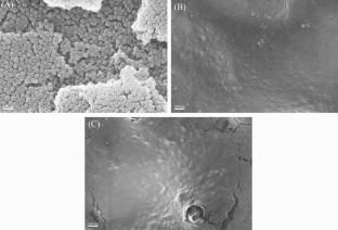 Reduced cellular process and developmental process genotoxicity of polystyrene nanoplastics in zebrafish embryogenesis using Aurelia aurita proteins