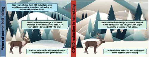 Movement ecology of endangered caribou during a COVID-19 mediated pause in winter recreation