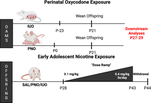 Impact of Adolescent Nicotine Exposure in Pre- and Post-natal Oxycodone Exposed Offspring.