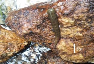 Behavioral responses of the Japanese freshwater crab, Geothelphusa dehaani, to the leech, Myxobdella sinanensis