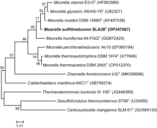 Moorella sulfitireducens sp. nov., a thermophilic anaerobic bacterium isolated from a terrestrial thermal spring.