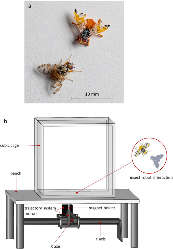 How aggressive interactions with biomimetic agents optimize reproductive performances in mass-reared males of the Mediterranean fruit fly.