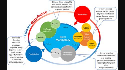 Interacting effects of climate change and invasions by alien plant species on the morphodynamics of temperate rivers