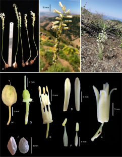 Ornithogalum harbrum (Asparagaceae: Scilloideae), a new species from Iraq