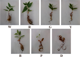 Effects of different light qualities and plant growth regulators on the growth and secondary metabolite content of Lonicera macranthoides seedlings