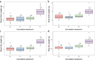 Native Arbuscular Mycorrhizal Fungi Improved Araucaria araucana Growth over Commercial Inoculum Under Greenhouse and Field Conditions