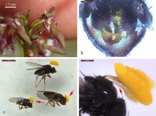 Comparative pollination ecology, fruit and seed set in Corunastylis species (Orchidaceae)