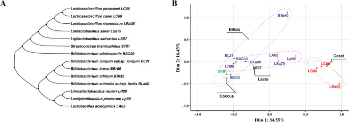 Utilization of diverse oligosaccharides for growth by Bifidobacterium and Lactobacillus species and their in vitro co-cultivation characteristics.