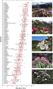 Phylogeny and phenotypic adjustments drive functional traits in Rhododendron across elevations in its diversity hot-spot in W-China