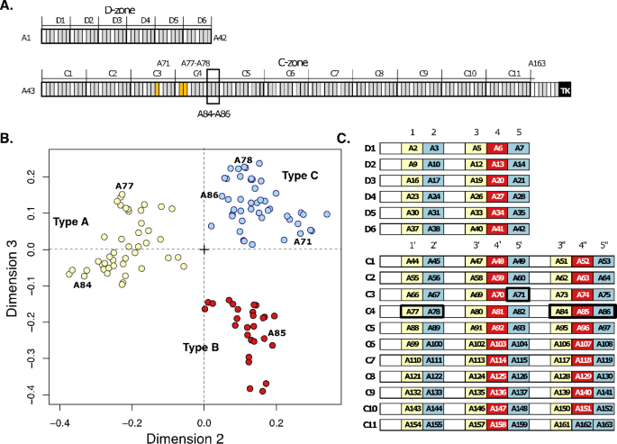 Molecular insights into titin's A-band.