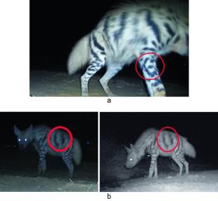 Thanatological behavior in striped hyena (Hyaena hyaena)