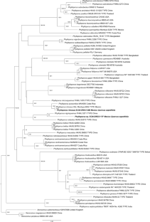 Morphological and Molecular Characterization of Ectomycorrhizas of Phylloporus (Boletales) and Quercus sapotifolia from Tropical Oak Forest of Eastern Mexico