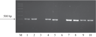 Polymorphism of Pinb-1 Gene Length in Aegilops biuncialis Vis.