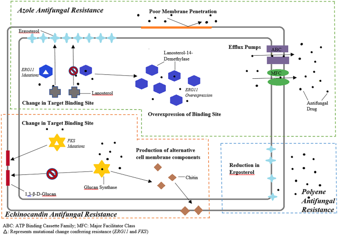 Antifungal Resistance and the Role of New Therapeutic Agents.