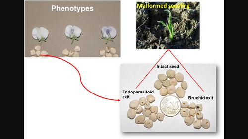 Flower/testa colour associations with grain yield, quality and tolerance to seed weevil in grass pea phenotypes