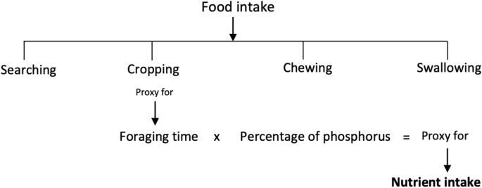 Reactive response to predation risk affects foraging time of hares, yet not their phosphorus intake