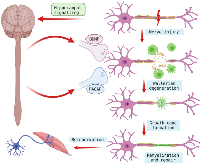 A Review on the Role of Endogenous Neurotrophins and Schwann Cells in Axonal Regeneration.