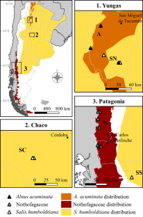 Low specificity and high variability of ectomycorrhizal association in Salix humboldtiana along its southern latitudinal distribution