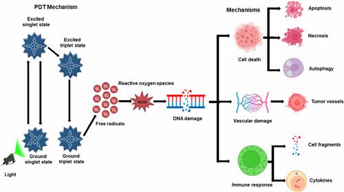 Nano-phototherapy: Favorable prospects for cancer treatment.