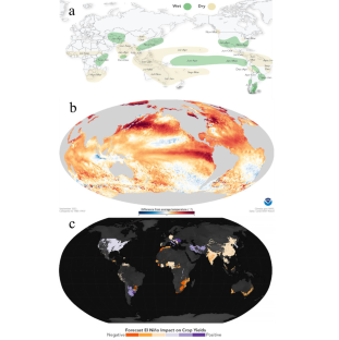 The 2023-24 El Niño event and its possible global consequences on food security with emphasis on India