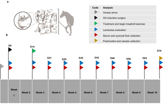 A pilot study to determine the optimal dose of scAAVIL-1ra in a large animal model of post-traumatic osteoarthritis